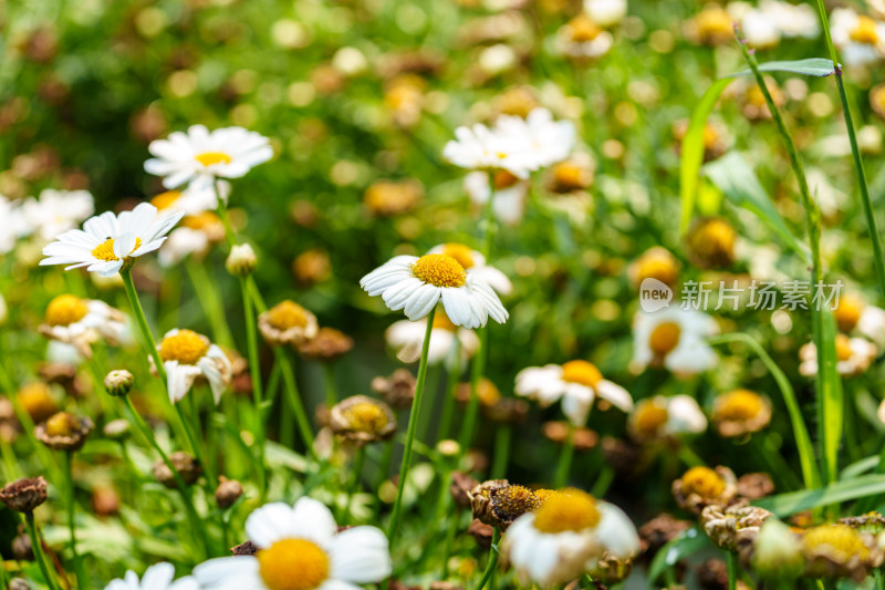 盛放的白色雏菊