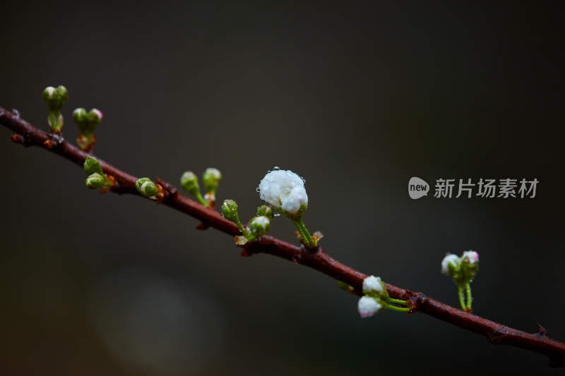 带水珠的花卉枝芽特写