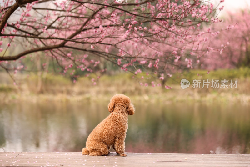 一只坐在梅花树下的泰迪犬