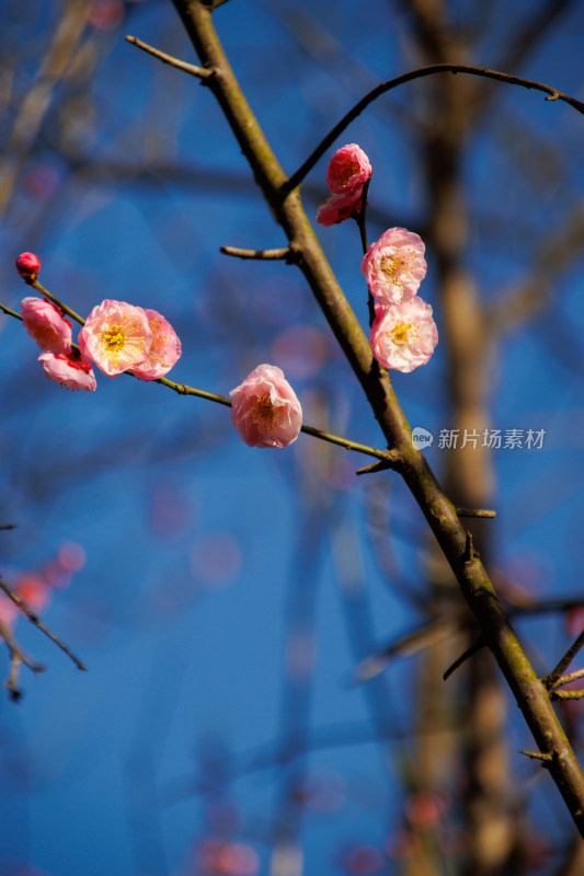 蓝天映衬下的粉色梅花盛开的景象