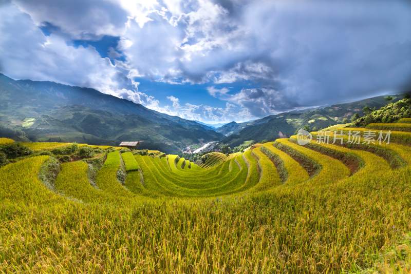水稻田，金色水稻和成长的水稻