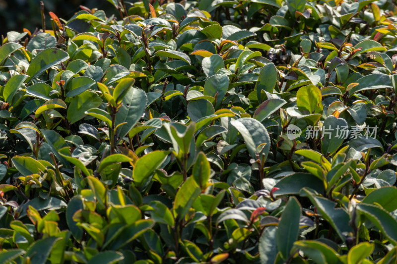 惠州柏塘绿茶茶园清晨时分茶树上的新鲜嫩芽