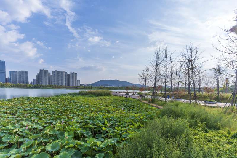 武汉江夏中央大公园风景