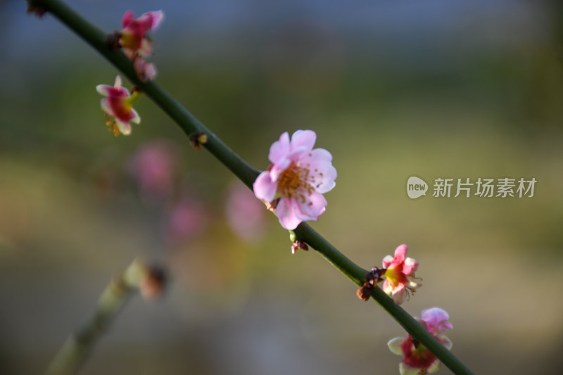 春意盎然的桃花枝