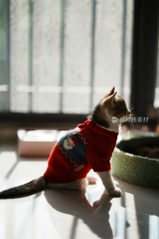 家里穿的衣服的小奶猫