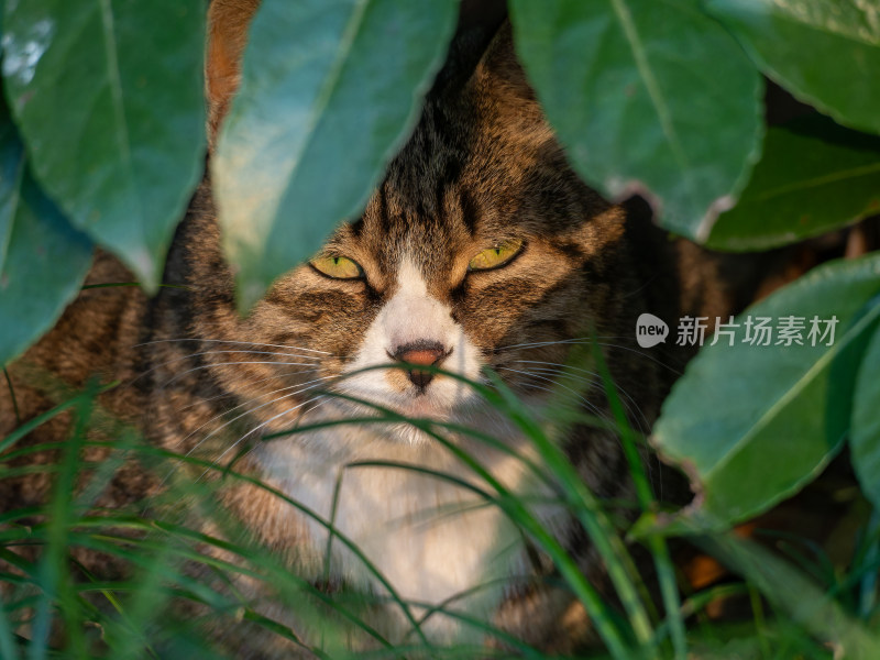 草丛中慵懒休憩的花猫特写