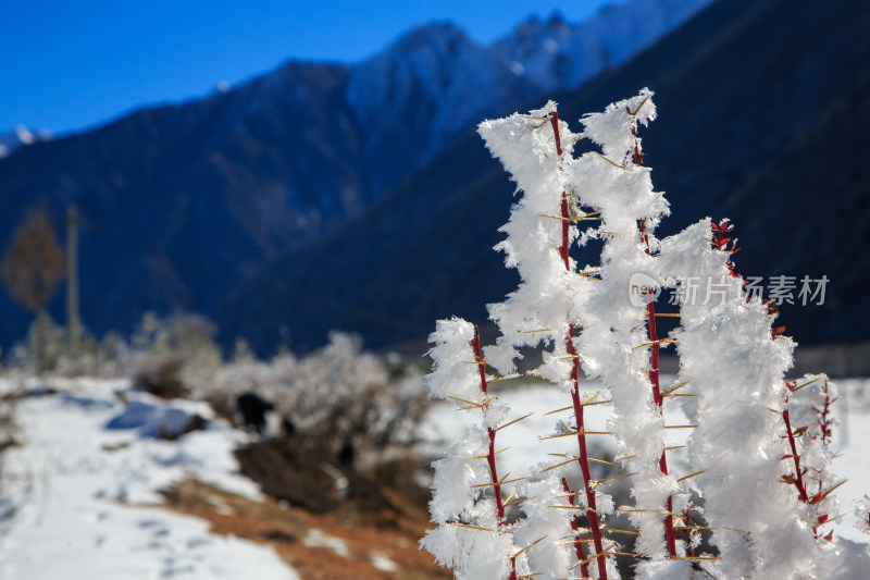 中国西藏地区冬季雾凇及雪绒花