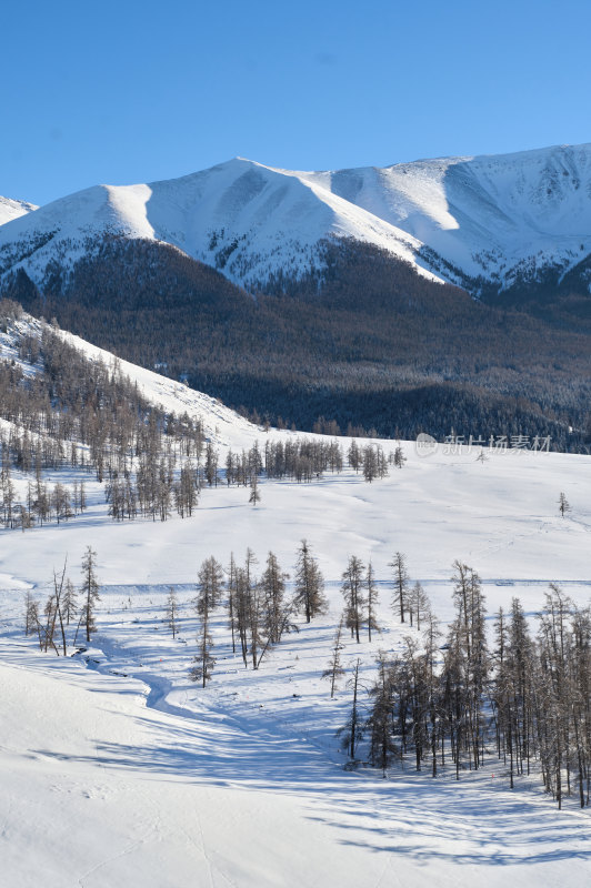 雪山下的雪地树林景观