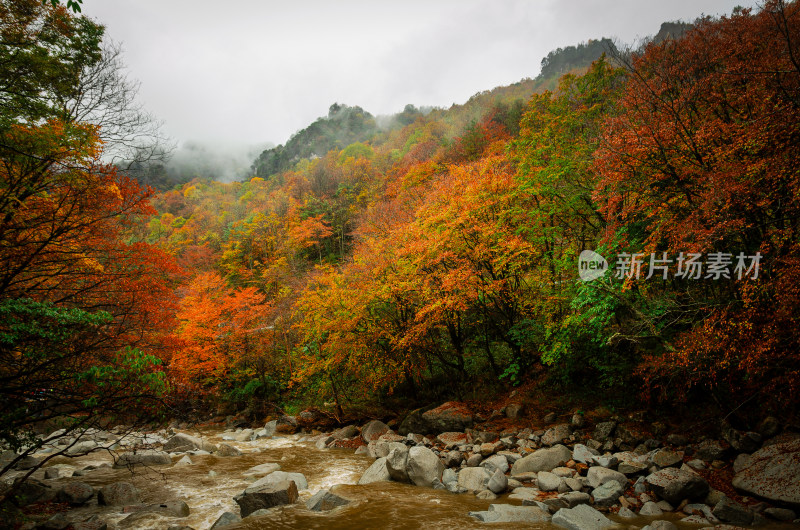 光雾山红叶彩林溪流河谷山谷漂亮壮观