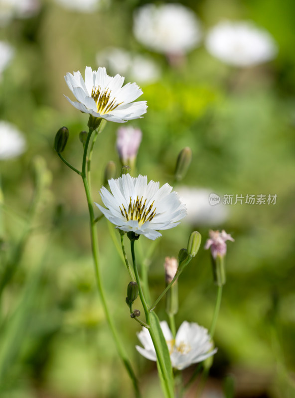 春天野外的中华苦荬菜开花