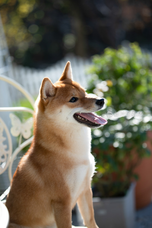 坐在白色椅子上的柴犬