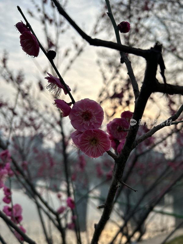 枝头盛开的粉色梅花自然景象