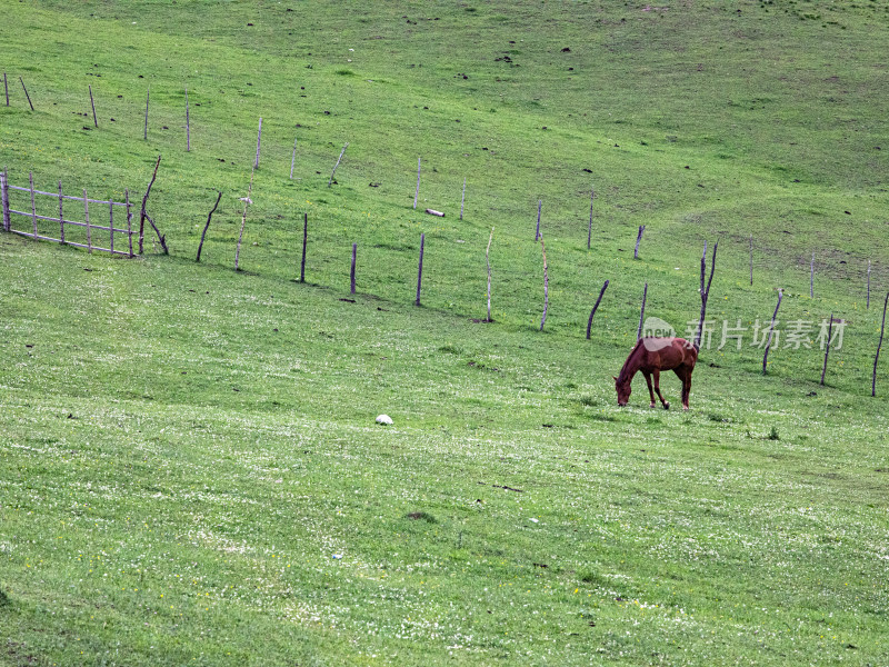 新疆伊犁，一大片的草原上有几匹马在吃草