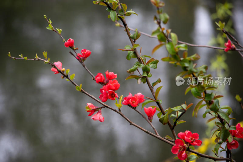 春季雨后红色铁海棠花和枝头嫩叶