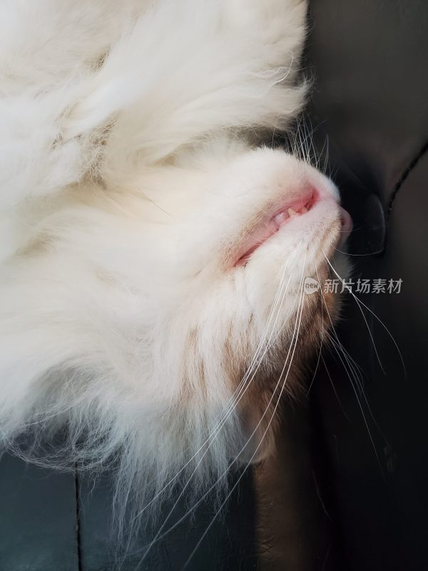 猫的姿态