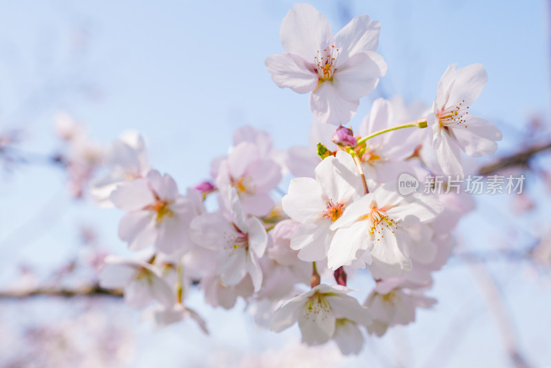 春日樱花季