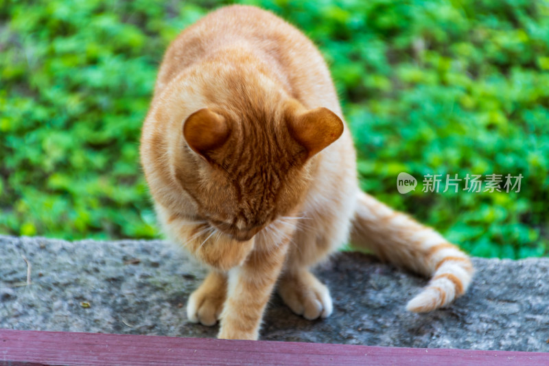 橘猫蹲坐石头上低头舔毛的可爱模样