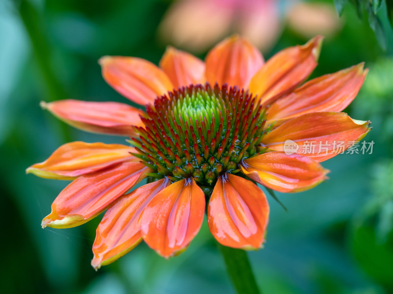 松果菊开花特写