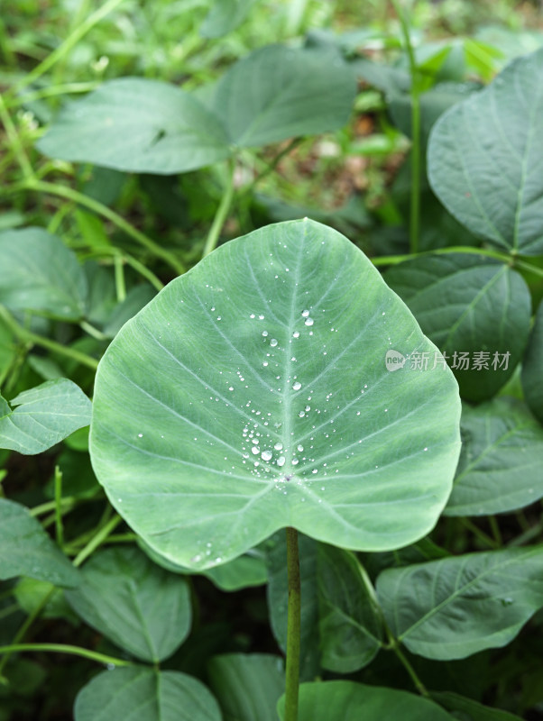 春天绿色的植物叶子树叶和水滴雨滴