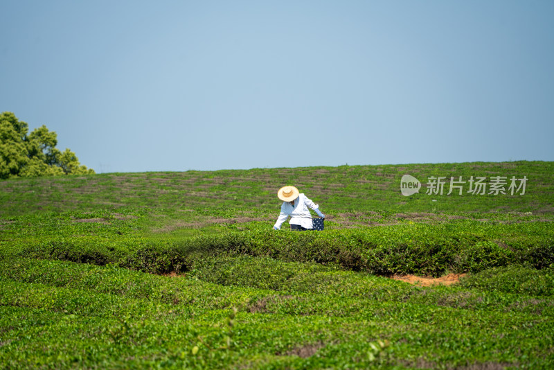 春天茶园采茶