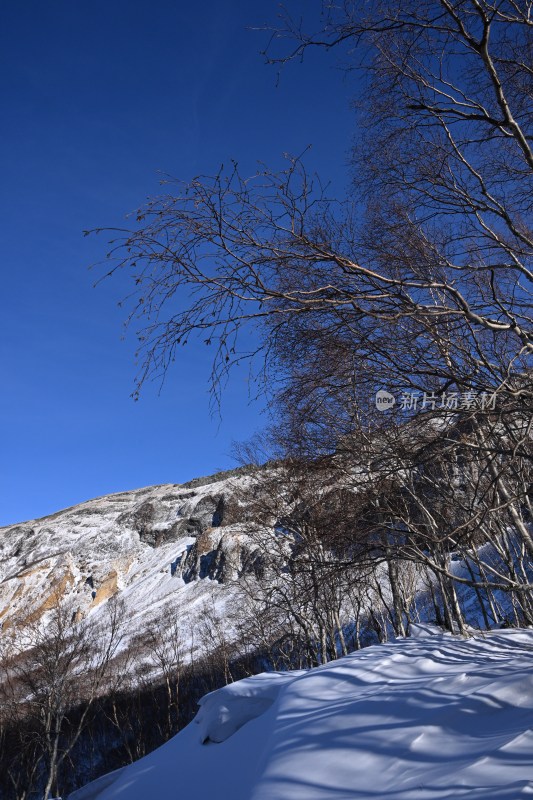 积雪覆盖的山坡与光秃树木构成的冬日景象