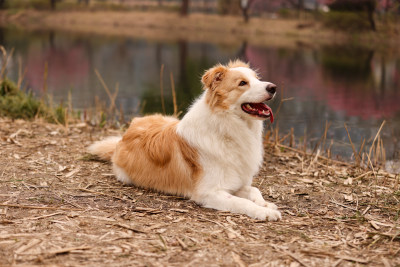 趴在湖边梅花树下的边境牧羊犬