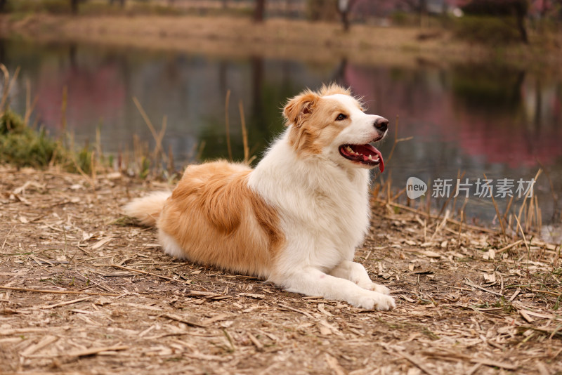 趴在湖边梅花树下的边境牧羊犬