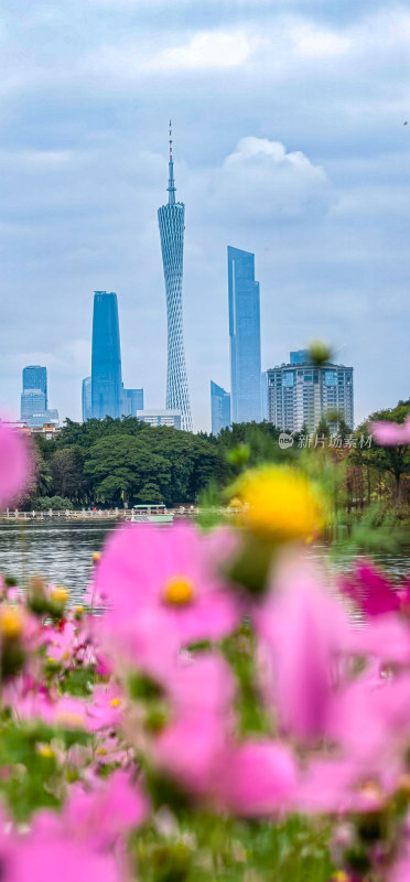 广州市海珠湖公园内盛开的格桑花