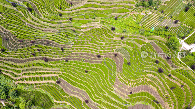 大自然茶园茶叶茶山美景景色航拍