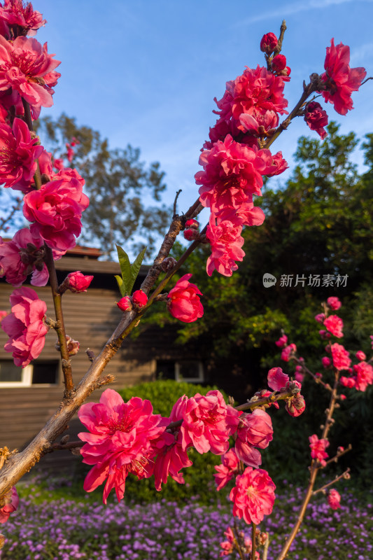 盛开的粉色桃花特写