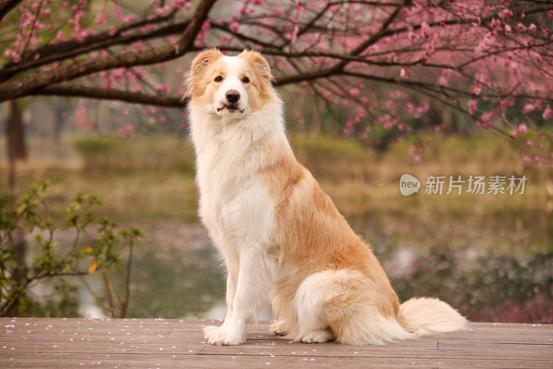 坐在梅花树下的边境牧羊犬