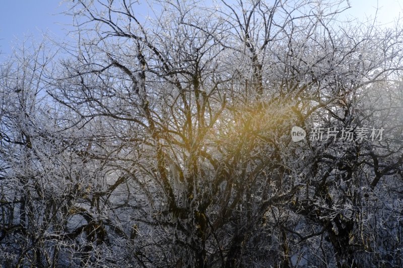 冰雪覆盖的树林 阳光穿透尽显冬日之美