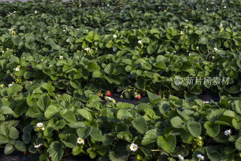 江南大棚覆盖地膜种植生态草莓