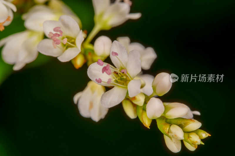 白色花朵微距特写，花蕊粉色细节丰富