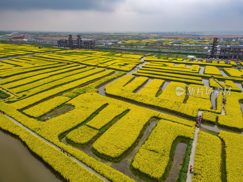 江苏扬州千垛油菜花金黄色运河航拍