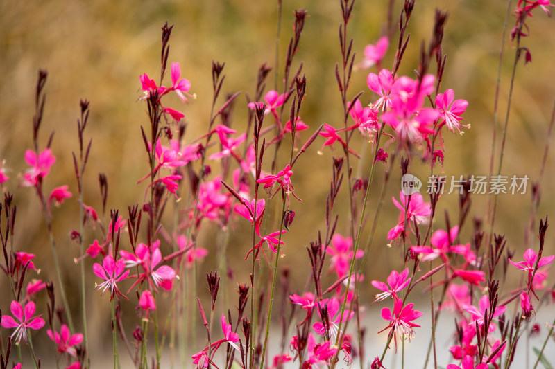 粉红色山桃草花海