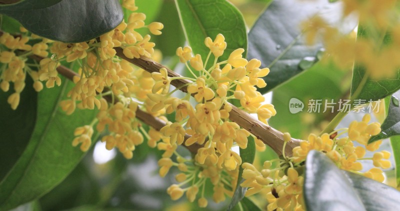 淡雅的黄色花朵桂花