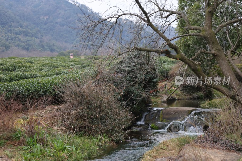 山间溪流旁的茶园风光