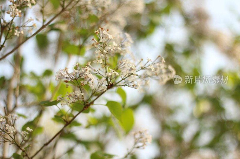 自然植物花草艳丽生命力