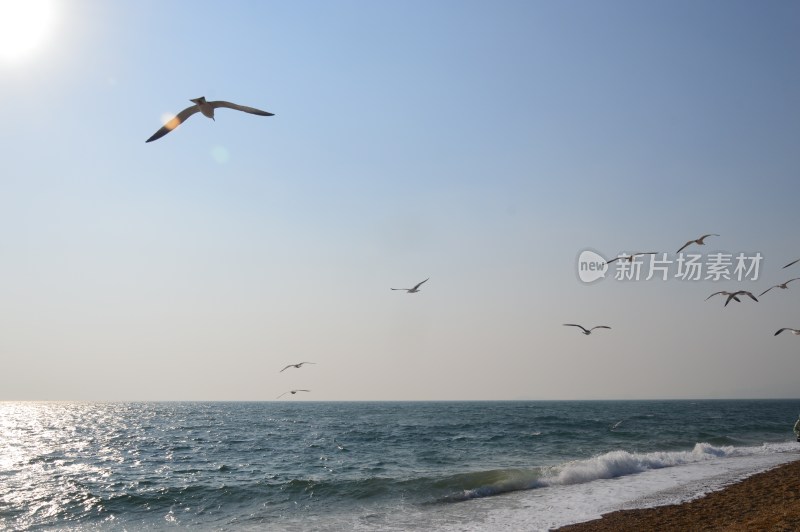 海边海鸥翱翔的自然风光景象