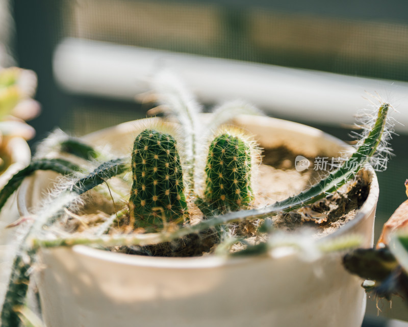 盆栽仙人掌植物特写