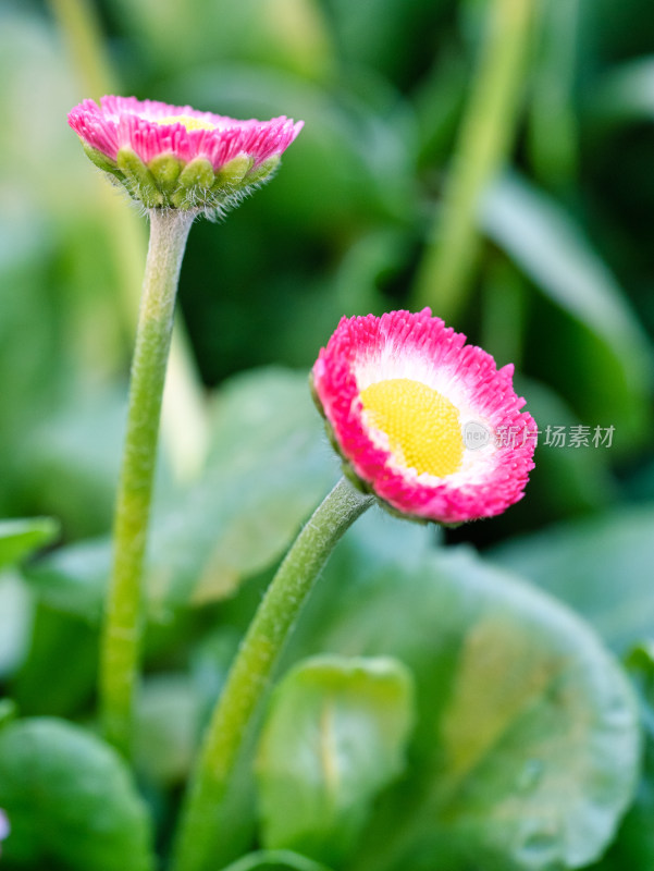 春天的雏菊花特写