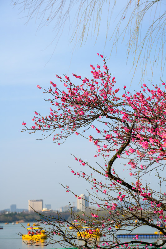 南京玄武湖风光小景