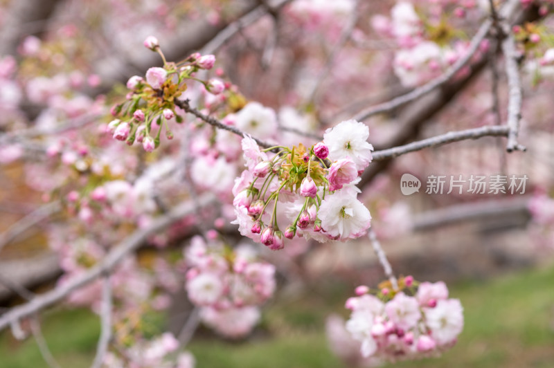 枝头盛开的樱花特写