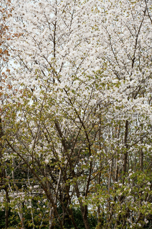 北京奥森樱花树樱花