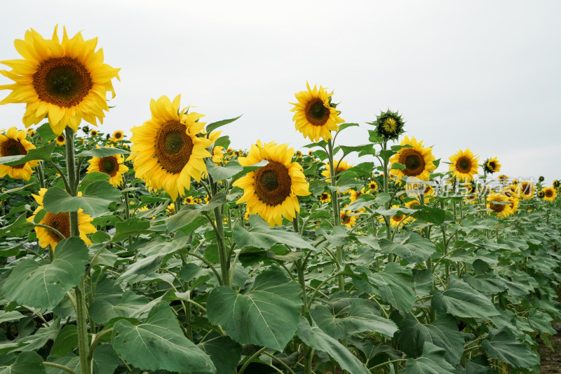 北京温榆河公园向日葵花田