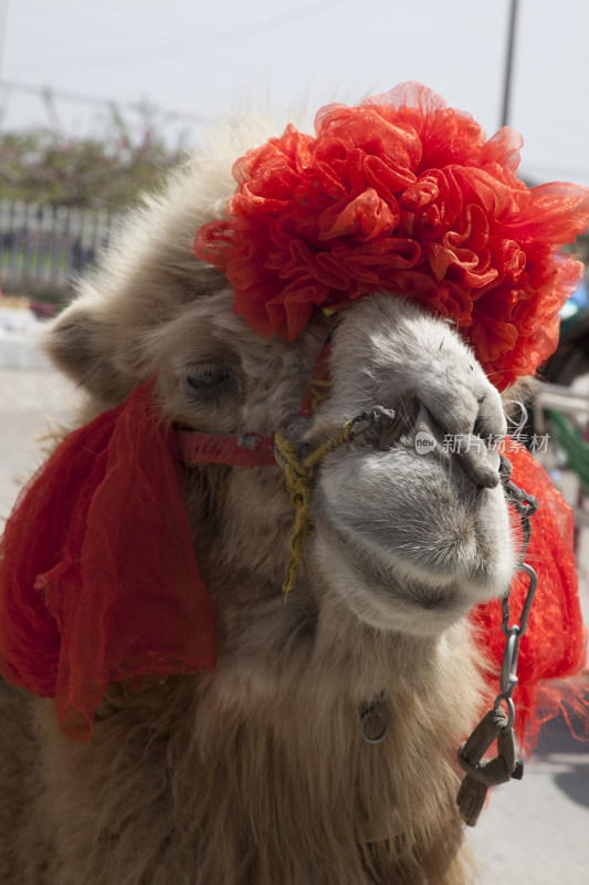 头戴红花的骆驼