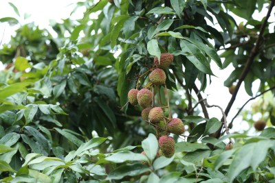 荔枝园里的荔枝树