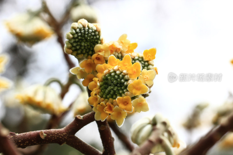 金黄色的结香花盛开