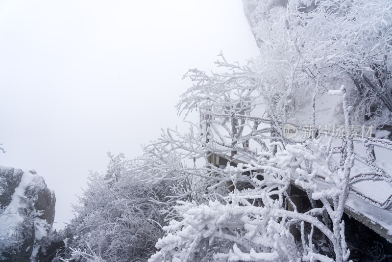 冬季大雪树木雾凇雪挂